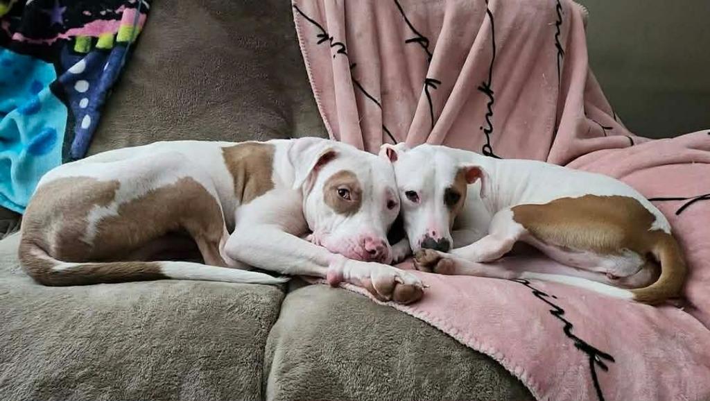 Enlarge Wintermint, a Adoptable mixed breed in Detroit, MI image 6/6