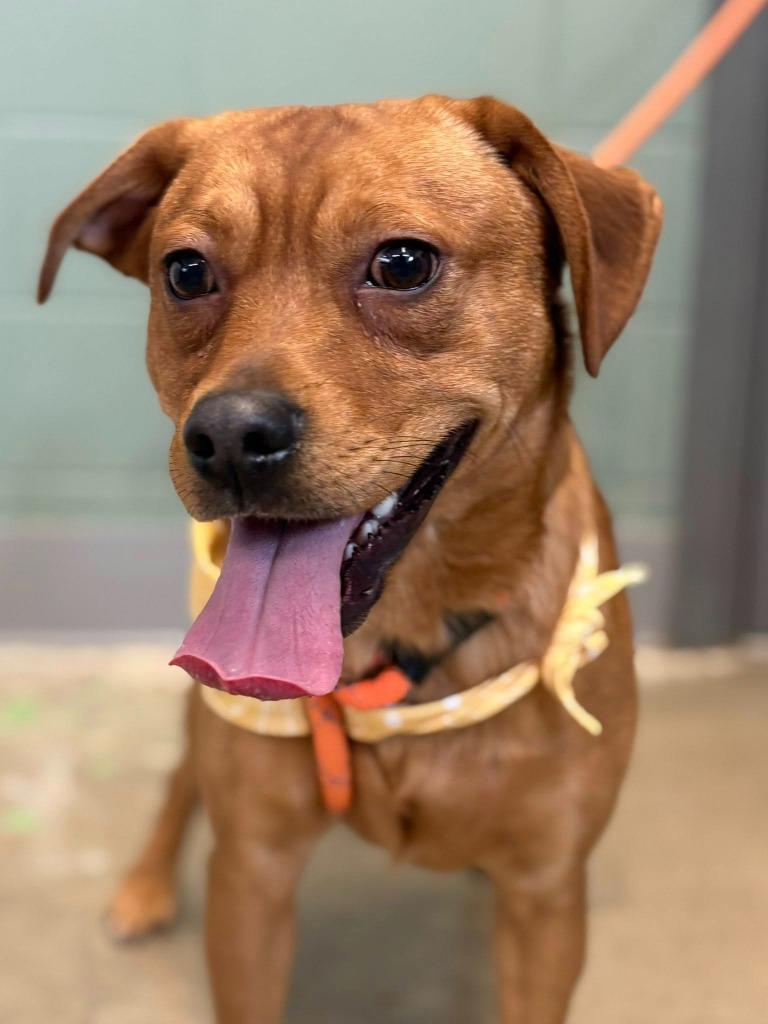 Chevy, Adoptable, Young Male Terrier & Pit Bull Terrier.