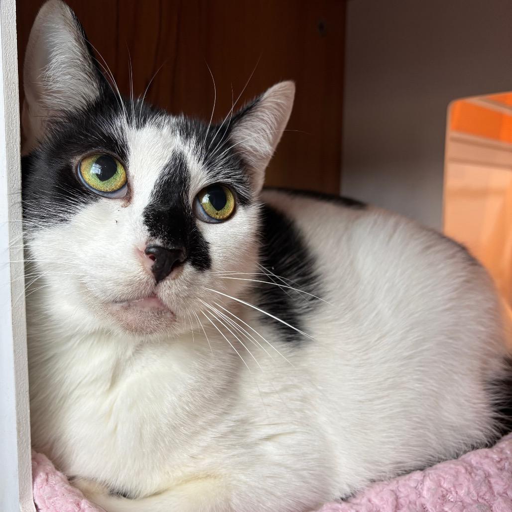 Enlarge Ringo, a Adoptable Domestic Short Hair in Washington Township, OH image 1/2