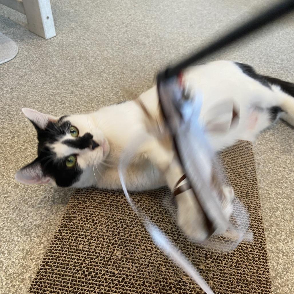 Ringo, Adoptable, Adult Male Domestic Short Hair.