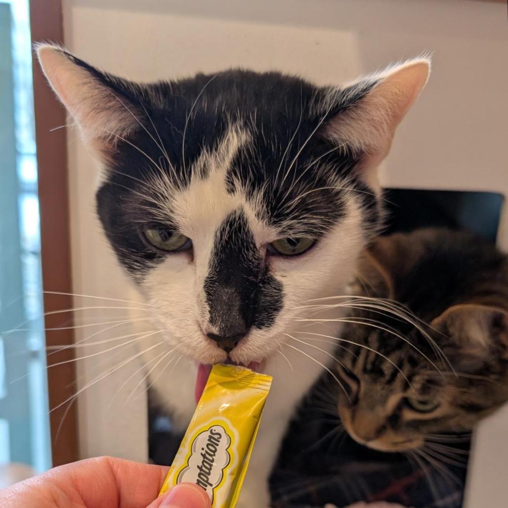 Ringo, Adoptable, Adult Male Domestic Short Hair.