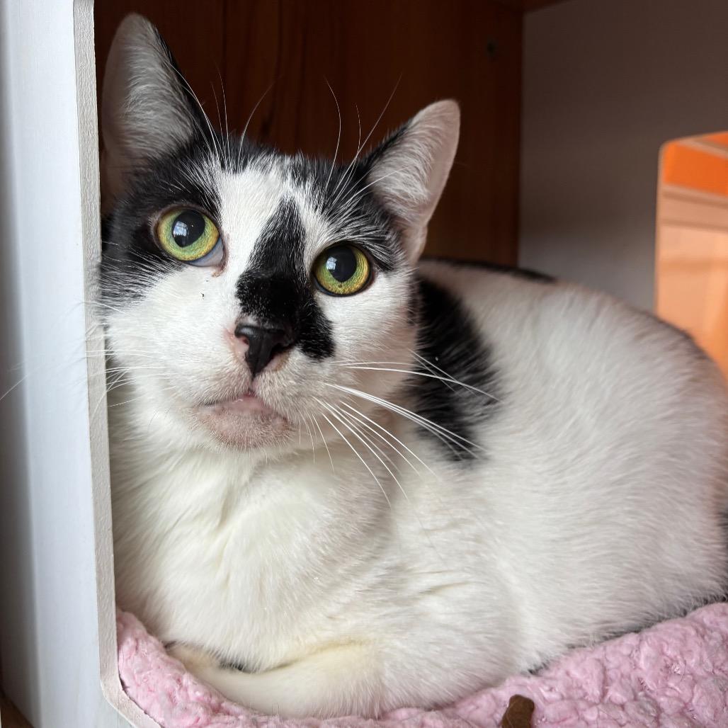 Enlarge Ringo, a Adoptable Domestic Short Hair in Washington Township, OH image 2/2