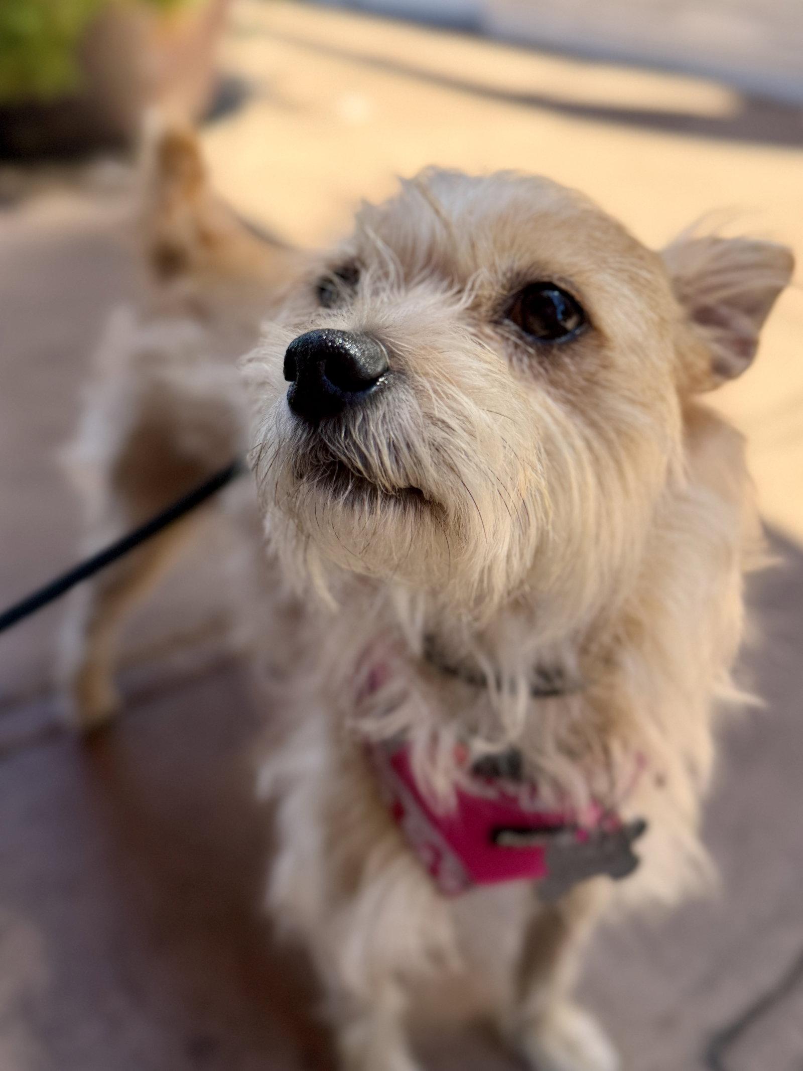 Enlarge Pikachu, a Adoptable mixed breed in San Francisco, CA image 2/3