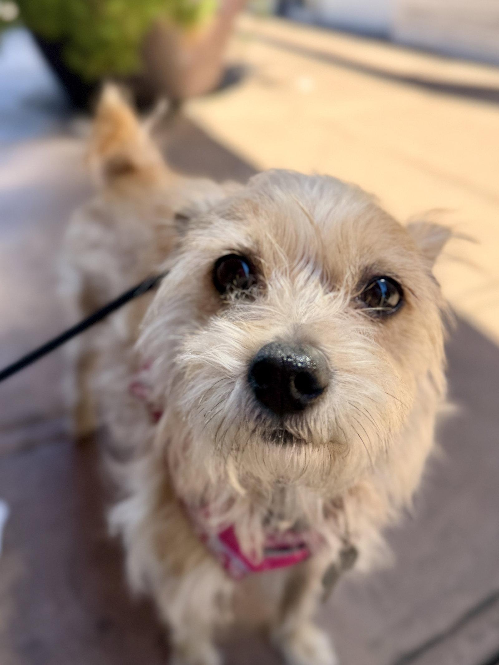 Enlarge Pikachu, a Adoptable mixed breed in San Francisco, CA image 3/3