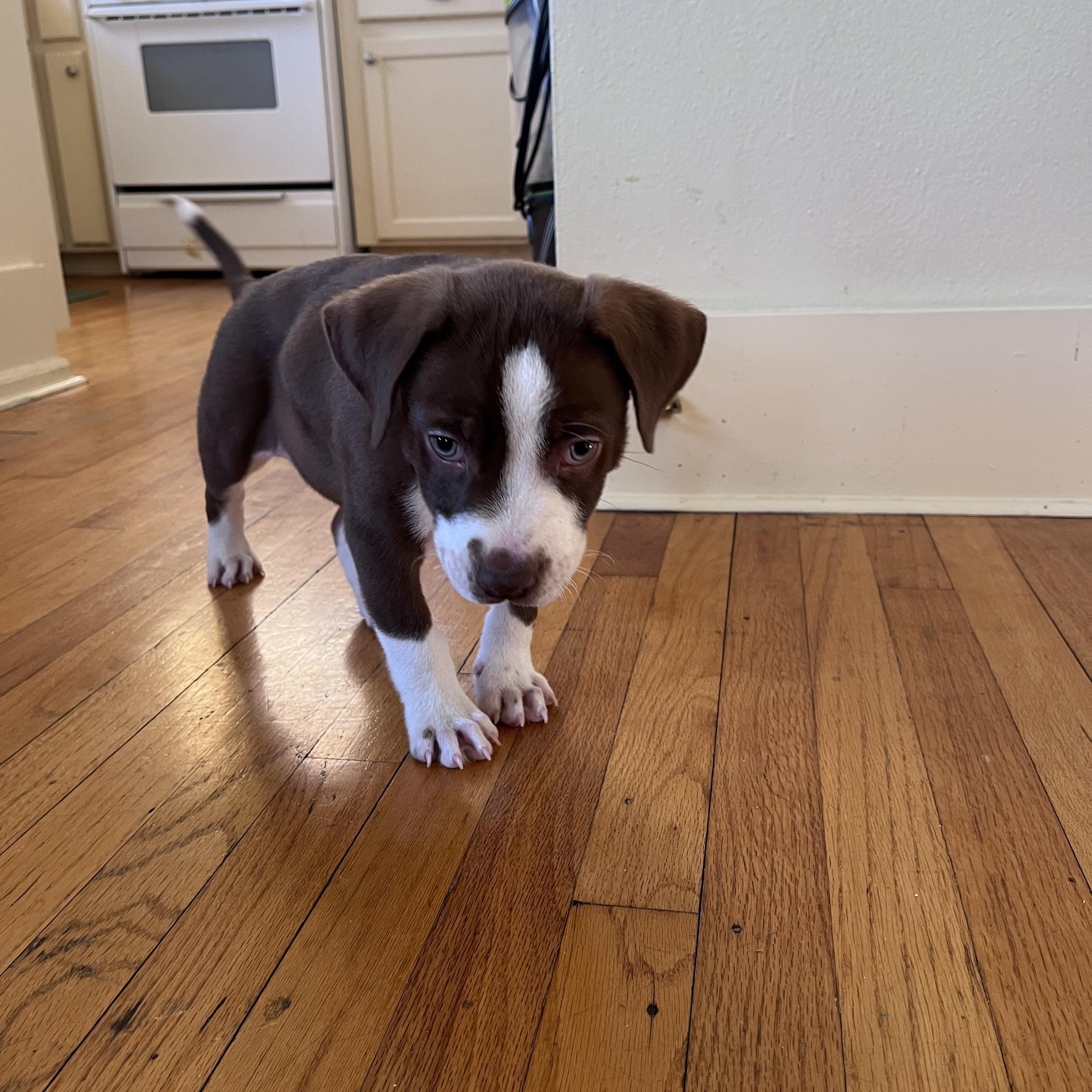 Enlarge Maddox, a ADOPTABLE Terrier in Baker, LA image 1/5
