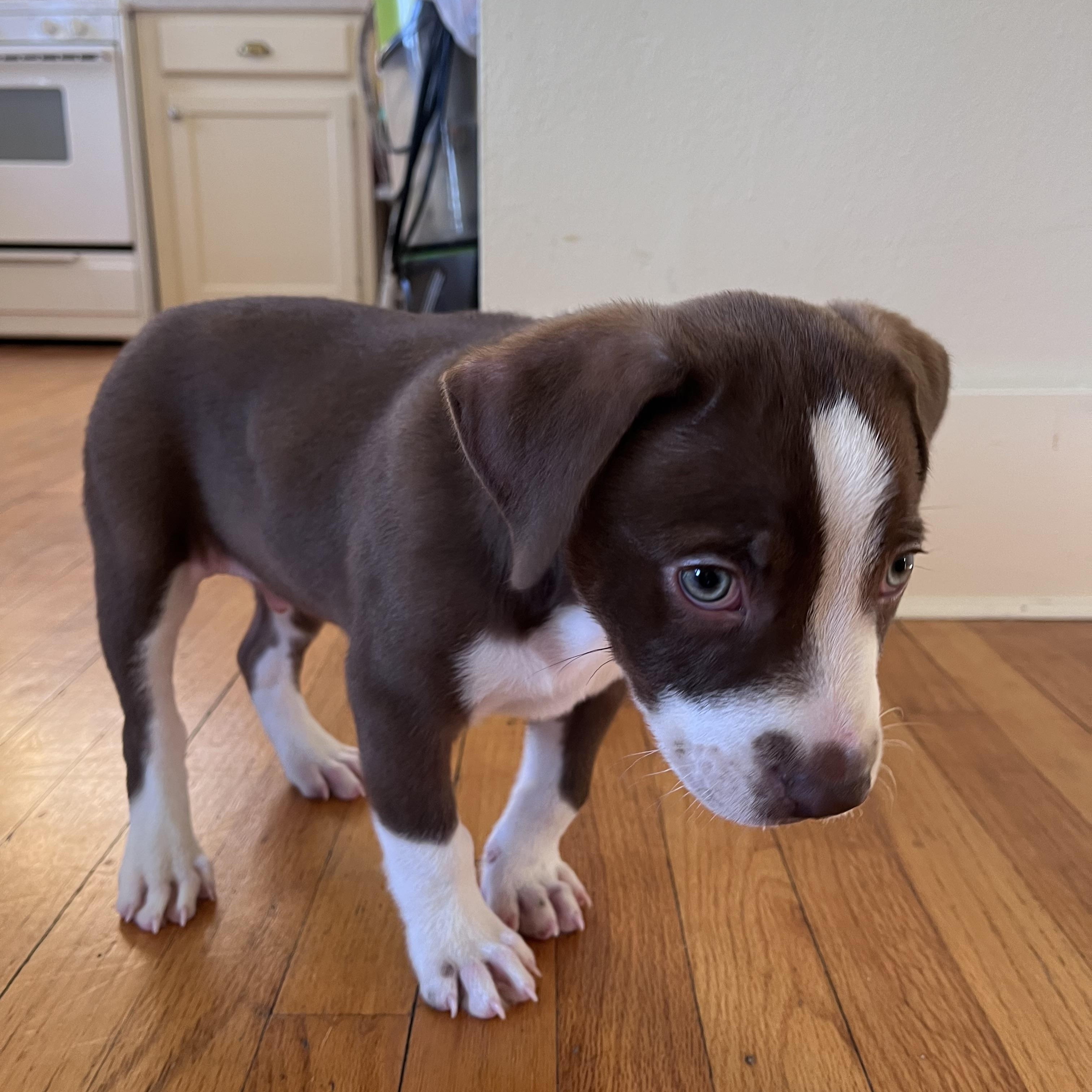 Enlarge Maddox, a ADOPTABLE Terrier in Baker, LA image 3/5
