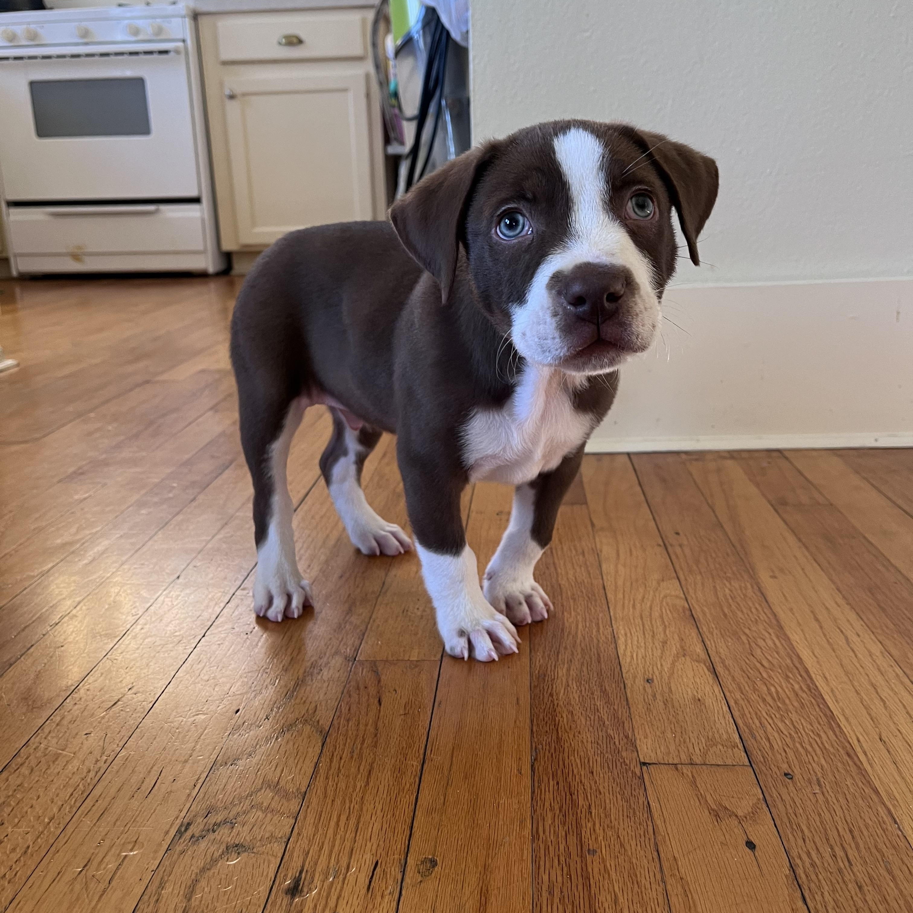 Enlarge Maddox, a ADOPTABLE Terrier in Baker, LA image 5/5