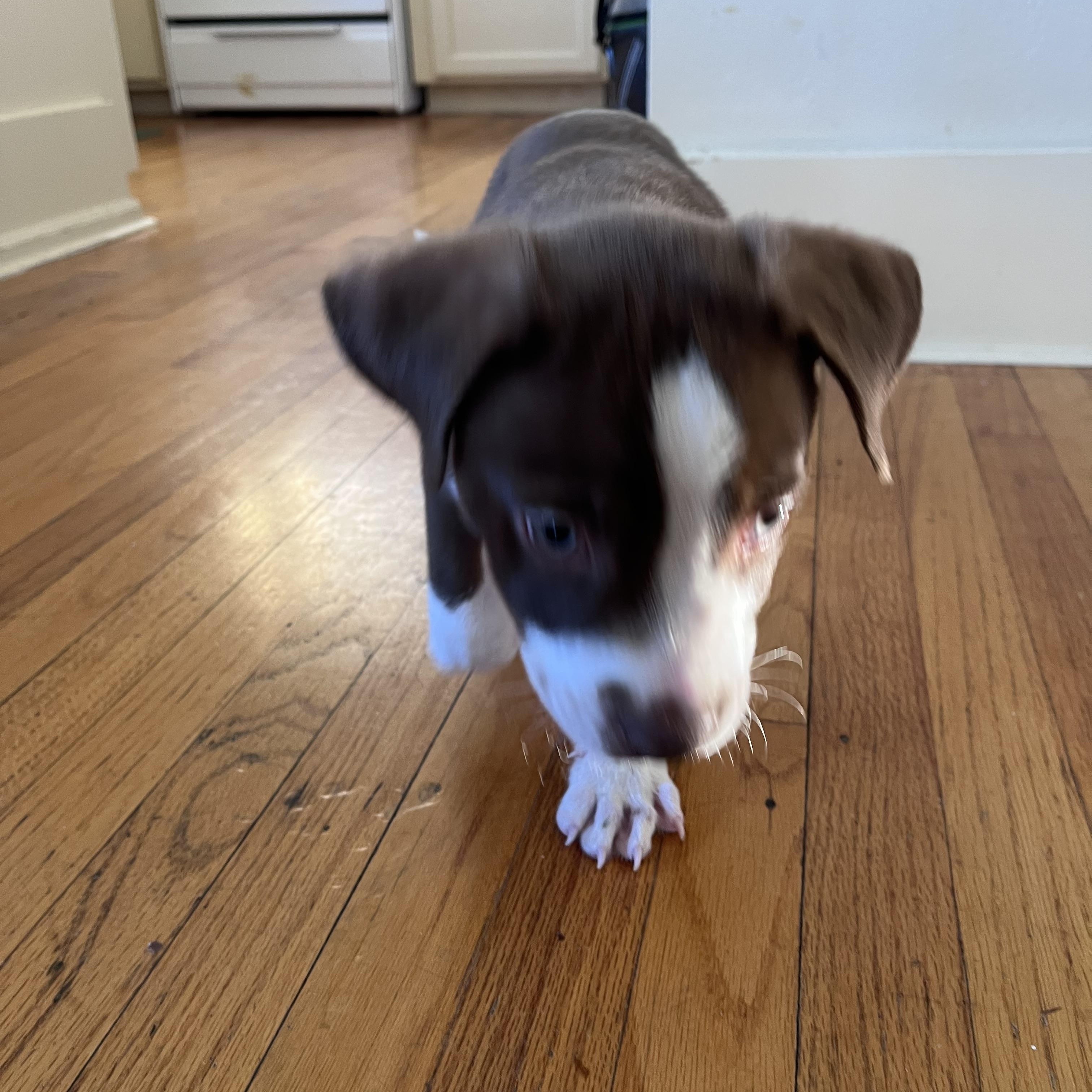 Enlarge Maddox, a ADOPTABLE Terrier in Baker, LA image 2/5