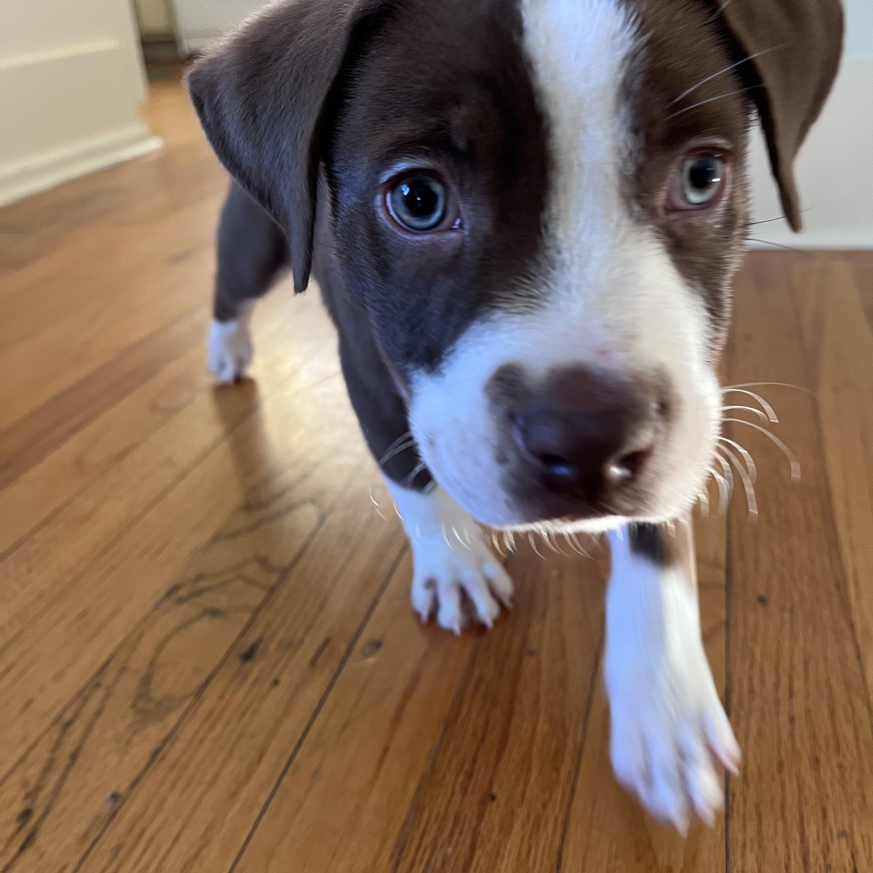 Enlarge Maddox, a ADOPTABLE Terrier in Baker, LA image 4/5