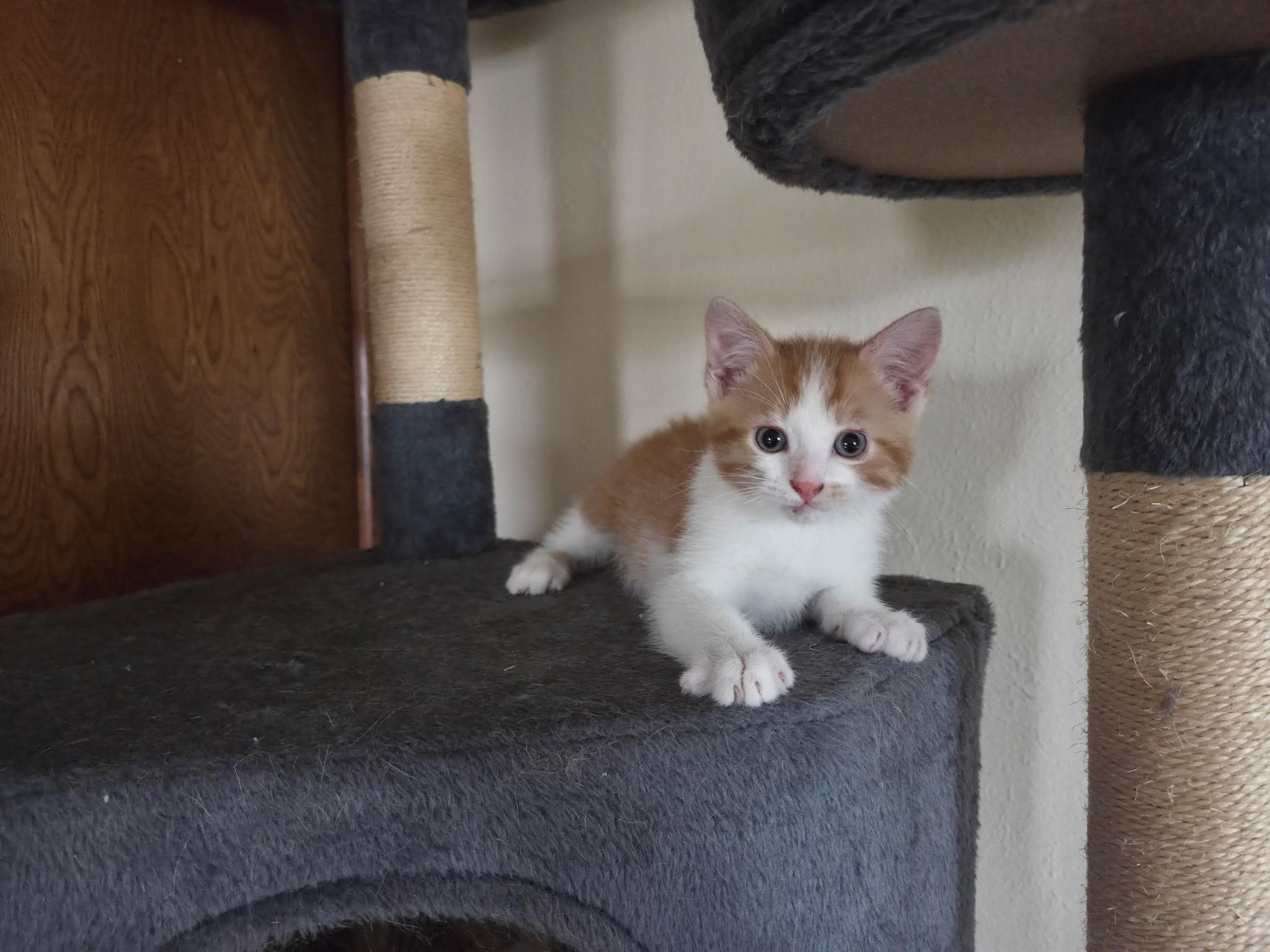 Enlarge Speedo, a ADOPTABLE Domestic Short Hair in Carnegie, OK image 1/1