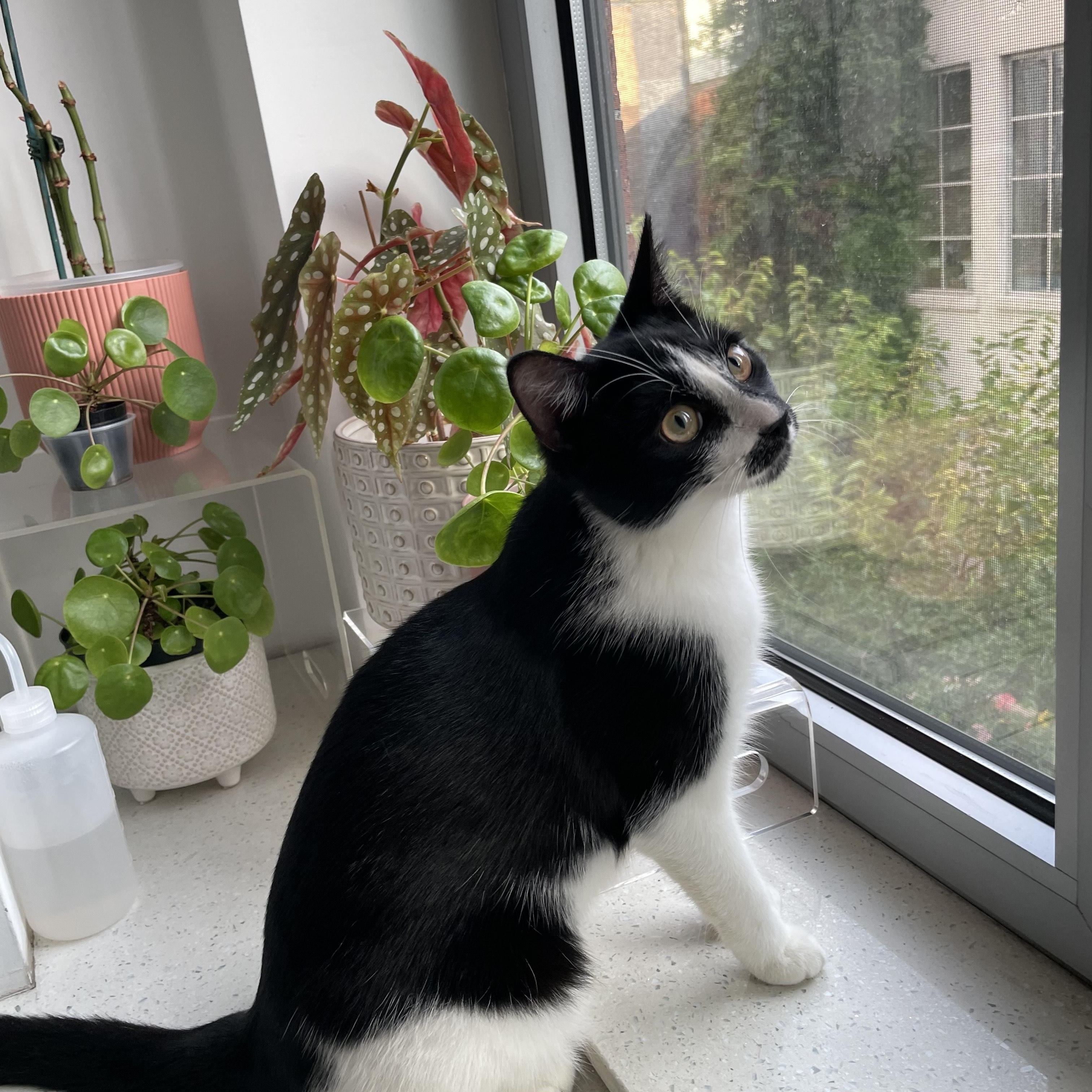 Nova, an adopted American Shorthair in New York, NY image 1/5