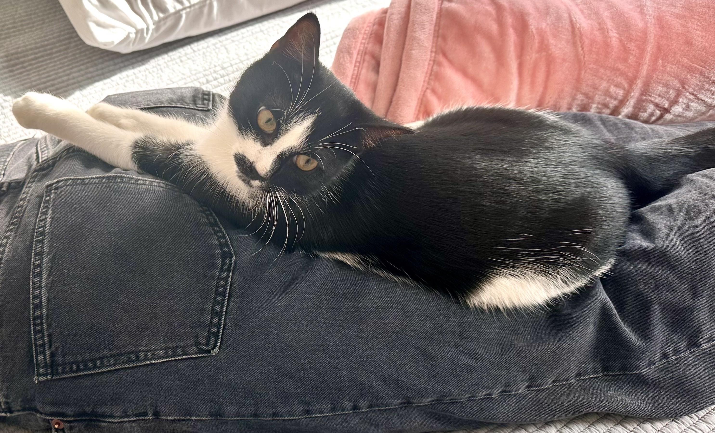 Nova, an adopted American Shorthair in New York, NY image 3/5