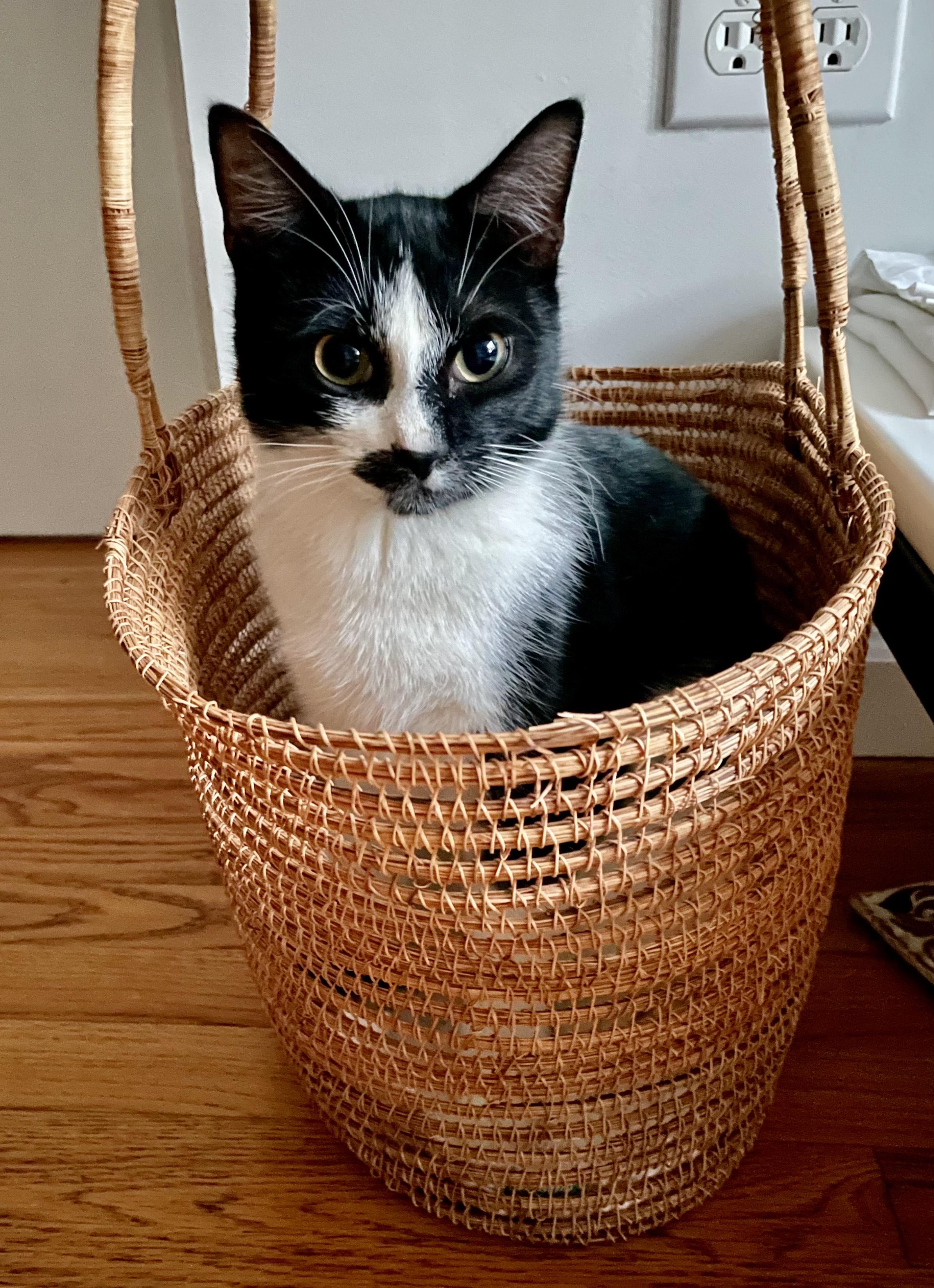 Nova, an adopted American Shorthair in New York, NY image 5/5