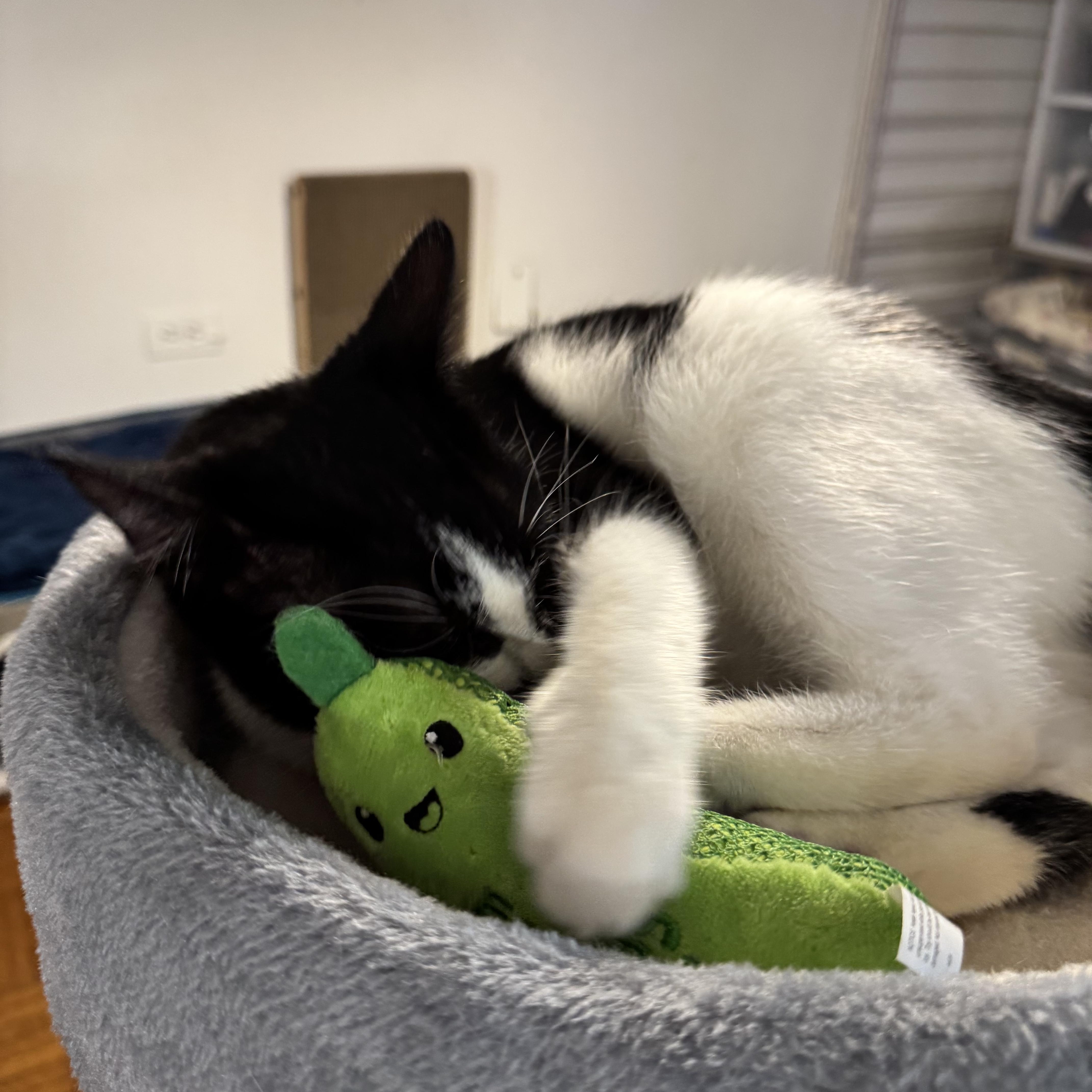 Nova, an adopted American Shorthair in New York, NY image 4/5