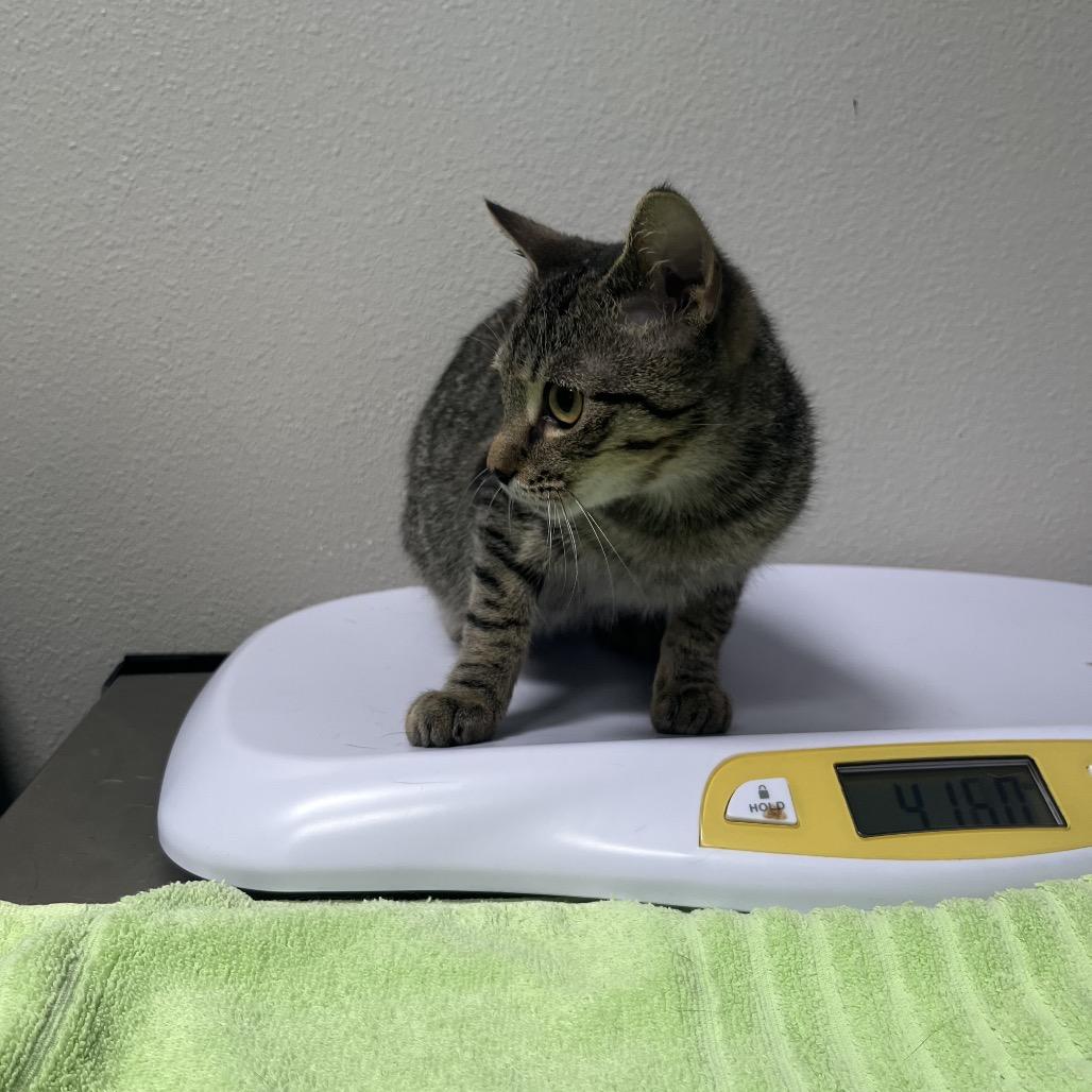 Prissy, Adoptable, Young Female Domestic Short Hair & Domestic Short Hair.