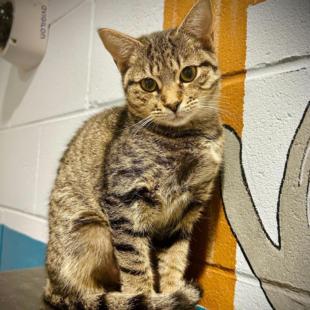 Enlarge Prissy, a Adoptable mixed breed in Englewood, FL image 2/2