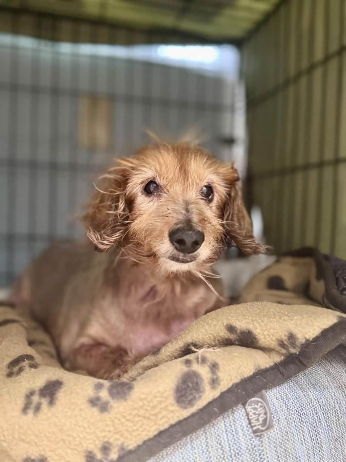 Toby, Adopted, Senior Male Dachshund & Mixed Breed.
