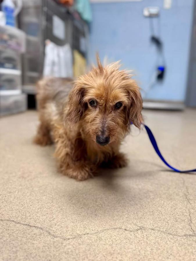 Enlarge Toby, a Adopted mixed breed in Painesville, OH image 2/2
