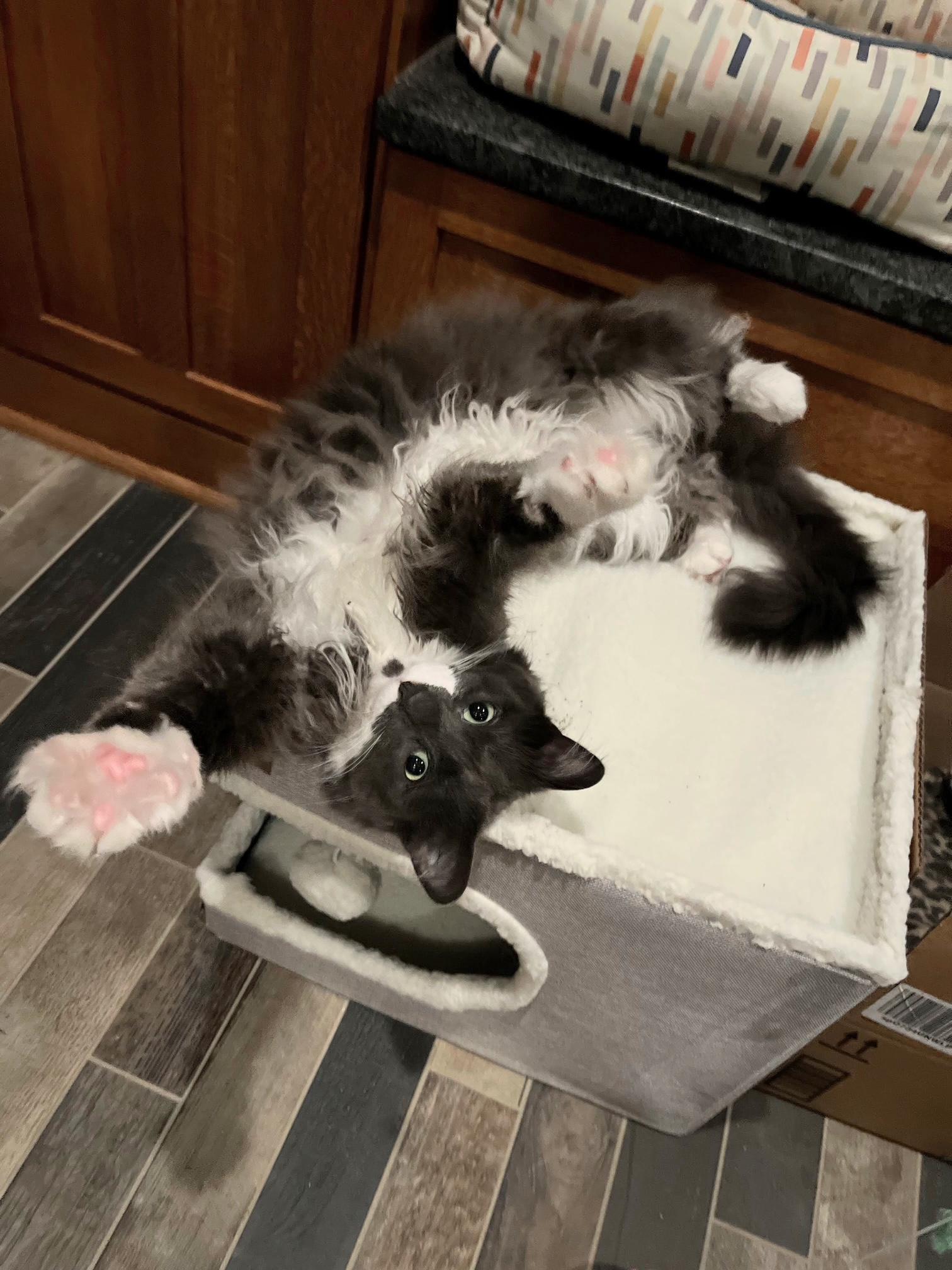 Cloud (was Gray), Adoptable, Adult Male Domestic Medium Hair.
