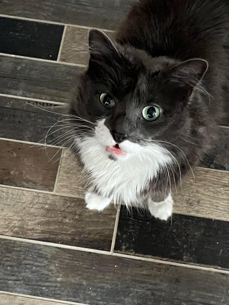Enlarge Cloud (was Gray), a Adoptable Domestic Medium Hair in Ferndale, MI image 2/6