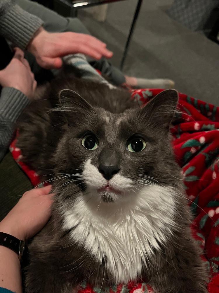 Enlarge Cloud (was Gray), a Adoptable Domestic Medium Hair in Ferndale, MI image 3/6