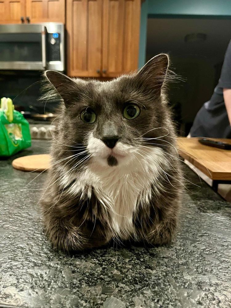 Enlarge Cloud (was Gray), a Adoptable Domestic Medium Hair in Ferndale, MI image 4/6