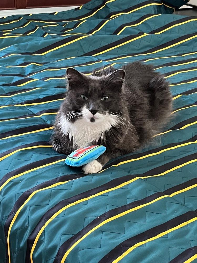 Enlarge Cloud (was Gray), a Adoptable Domestic Medium Hair in Ferndale, MI image 5/6