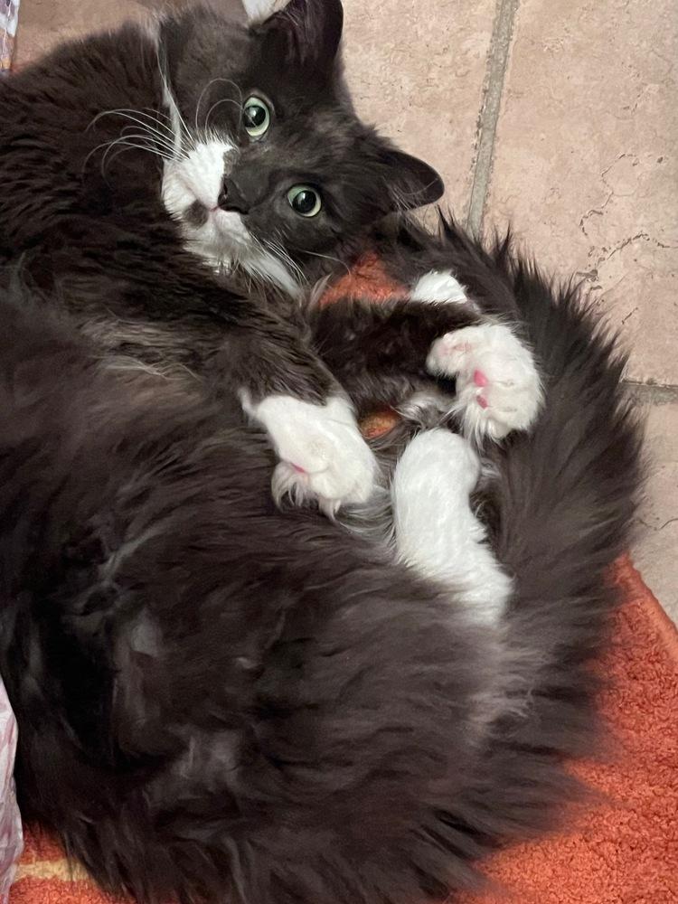 Enlarge Cloud (was Gray), a Adoptable Domestic Medium Hair in Ferndale, MI image 6/6