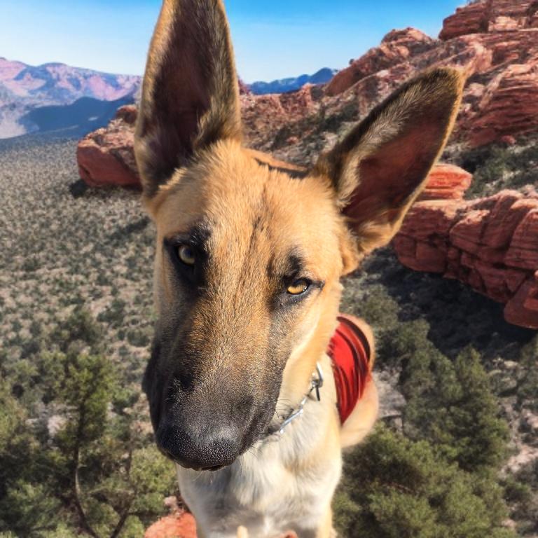 SKY, Adoptable, Young Male German Shepherd Dog.