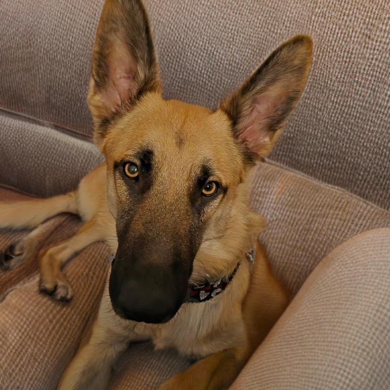 Enlarge SKY, a Adoptable German Shepherd Dog in Las Vegas, NV image 2/3