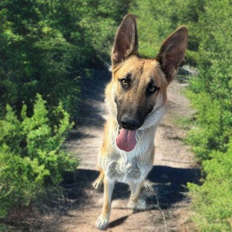 Enlarge SKY, a Adoptable German Shepherd Dog in Las Vegas, NV image 3/3