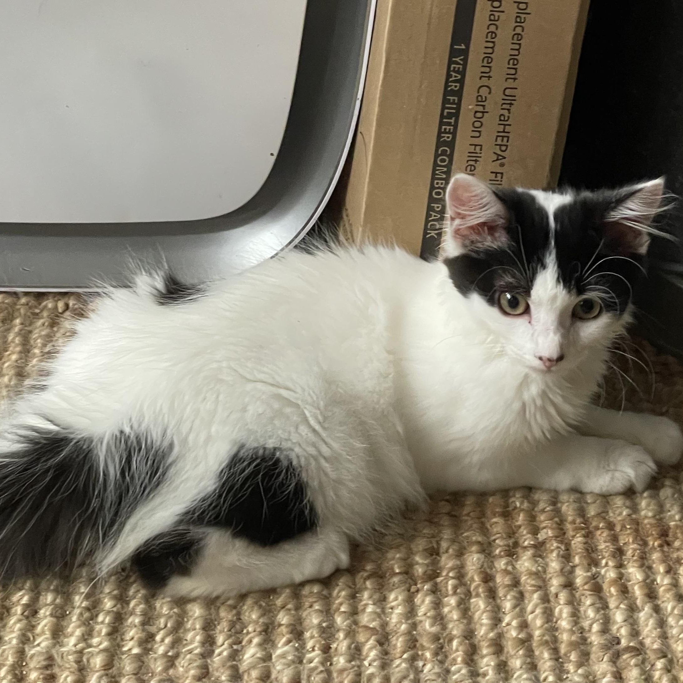 Grace, an adoptable Domestic Medium Hair, Himalayan in San Diego, CA, 92113 | Photo Image 1