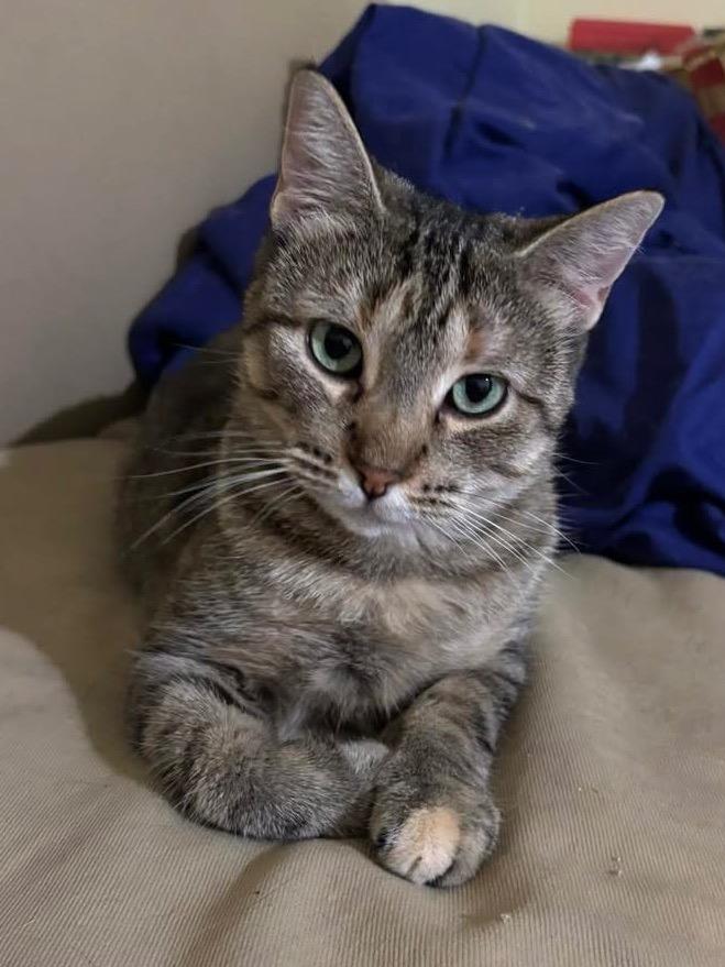 Roxie, Adoptable, Young Female Domestic Short Hair.