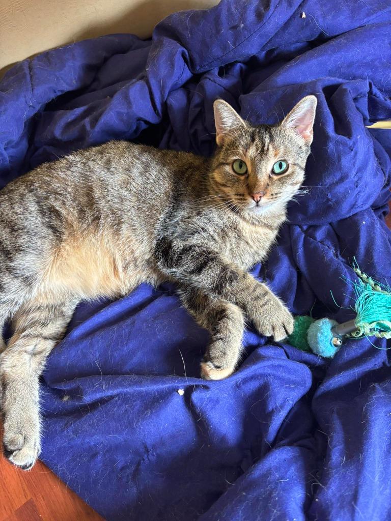 Roxie, a Adoptable mixed breed in Libertyville, IL image 2/6