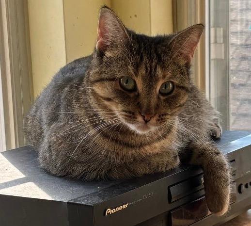 Enlarge Roxie, a Adoptable mixed breed in Libertyville, IL image 3/6