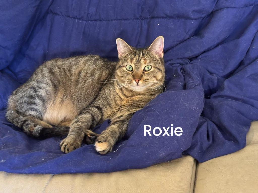 Roxie, a Adoptable mixed breed in Libertyville, IL image 3/6