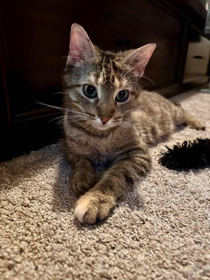 Roxie, a Adoptable mixed breed in Libertyville, IL image 4/6