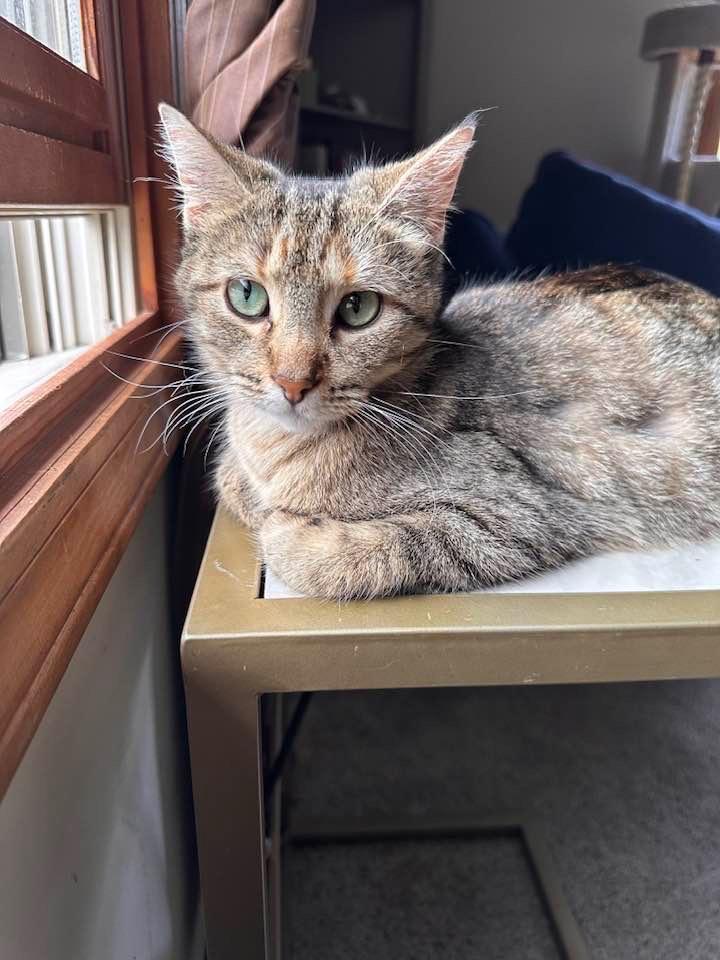 Roxie, a Adoptable mixed breed in Libertyville, IL image 5/6