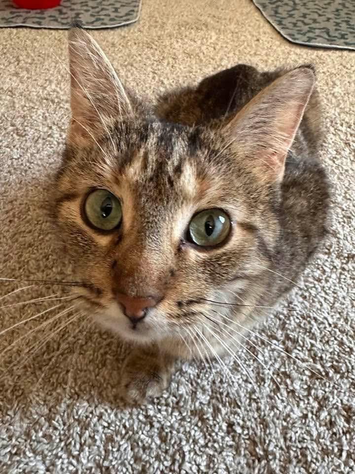 Roxie, a Adoptable mixed breed in Libertyville, IL image 6/6