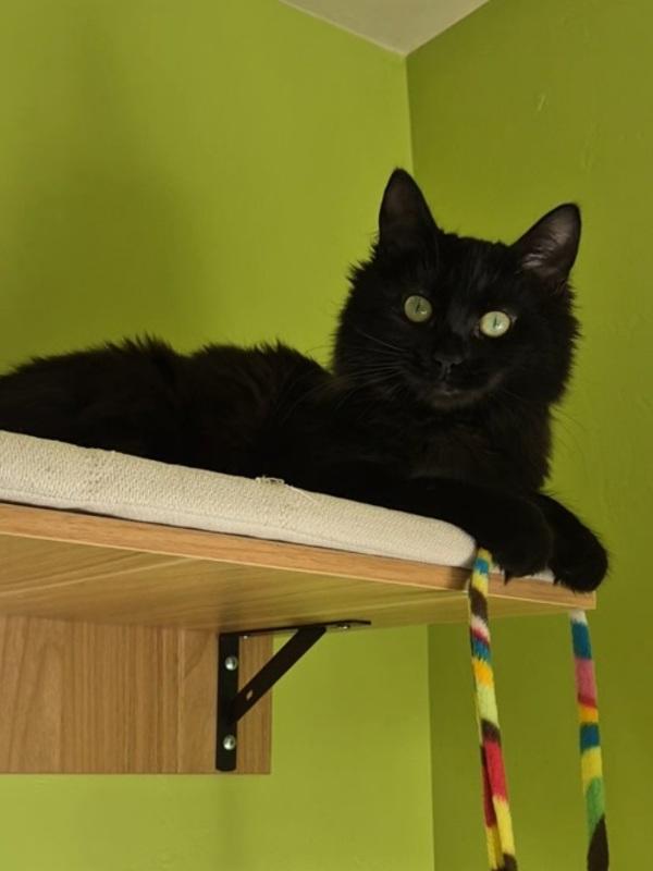 Sabrina, Adoptable, Young Female Domestic Long Hair.