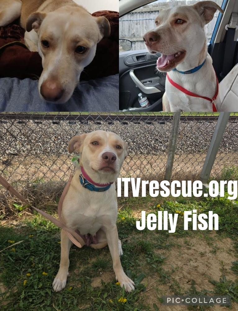 Enlarge Jelly Fish, a Adoptable mixed breed in Evansville, IN image 1/4