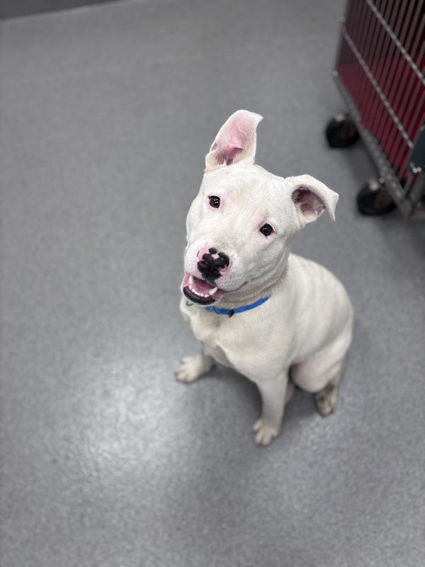 Princeton, Adoptable, Young Male Pit Bull Terrier.
