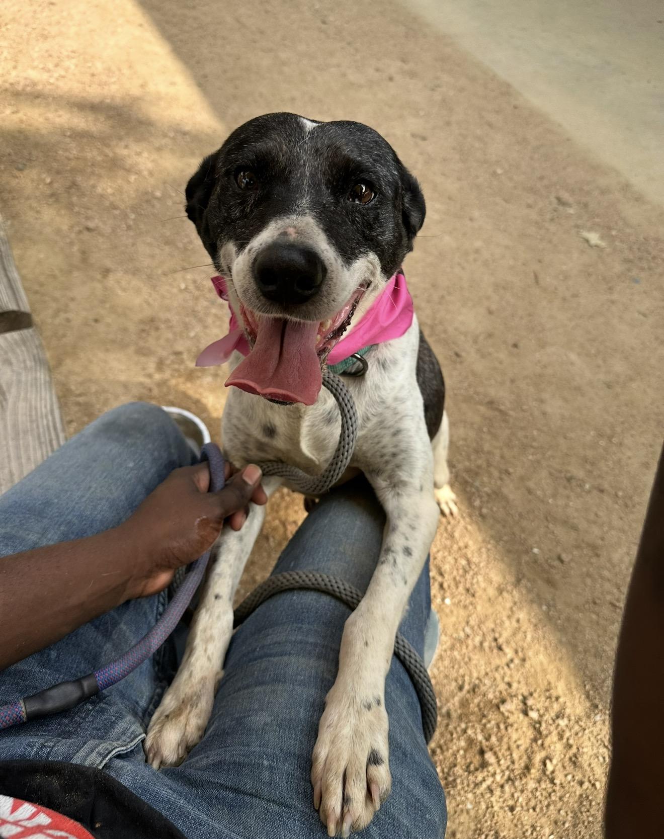 Enlarge Darling Deliah, a Adoptable mixed breed in Harrisburg, PA image 5/6