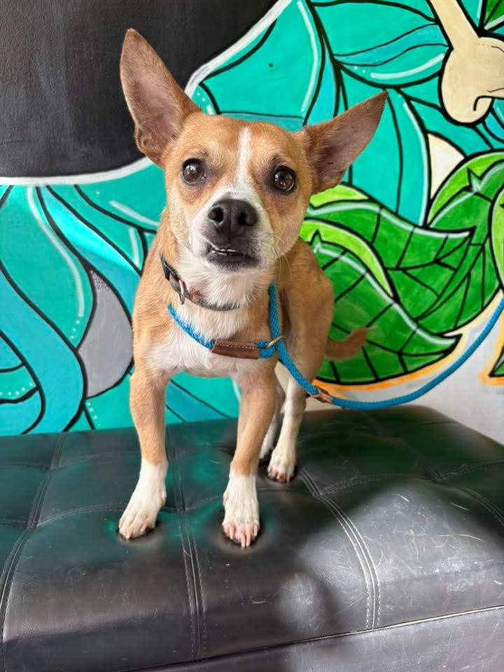 ZANE, a ADOPTABLE mixed breed in Vandergrift, PA image 3/3