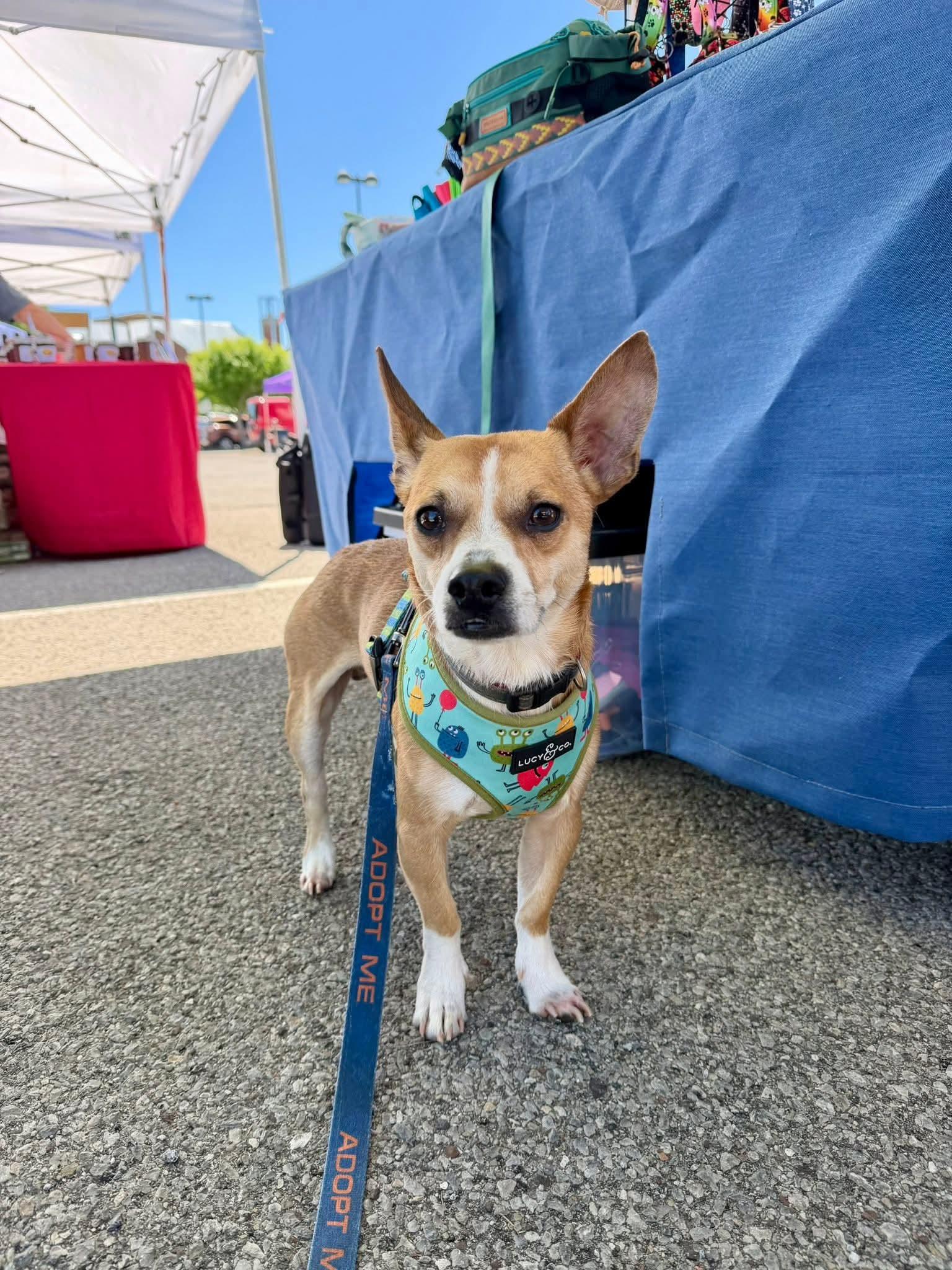 ZANE, a ADOPTABLE mixed breed in Vandergrift, PA image 1/3