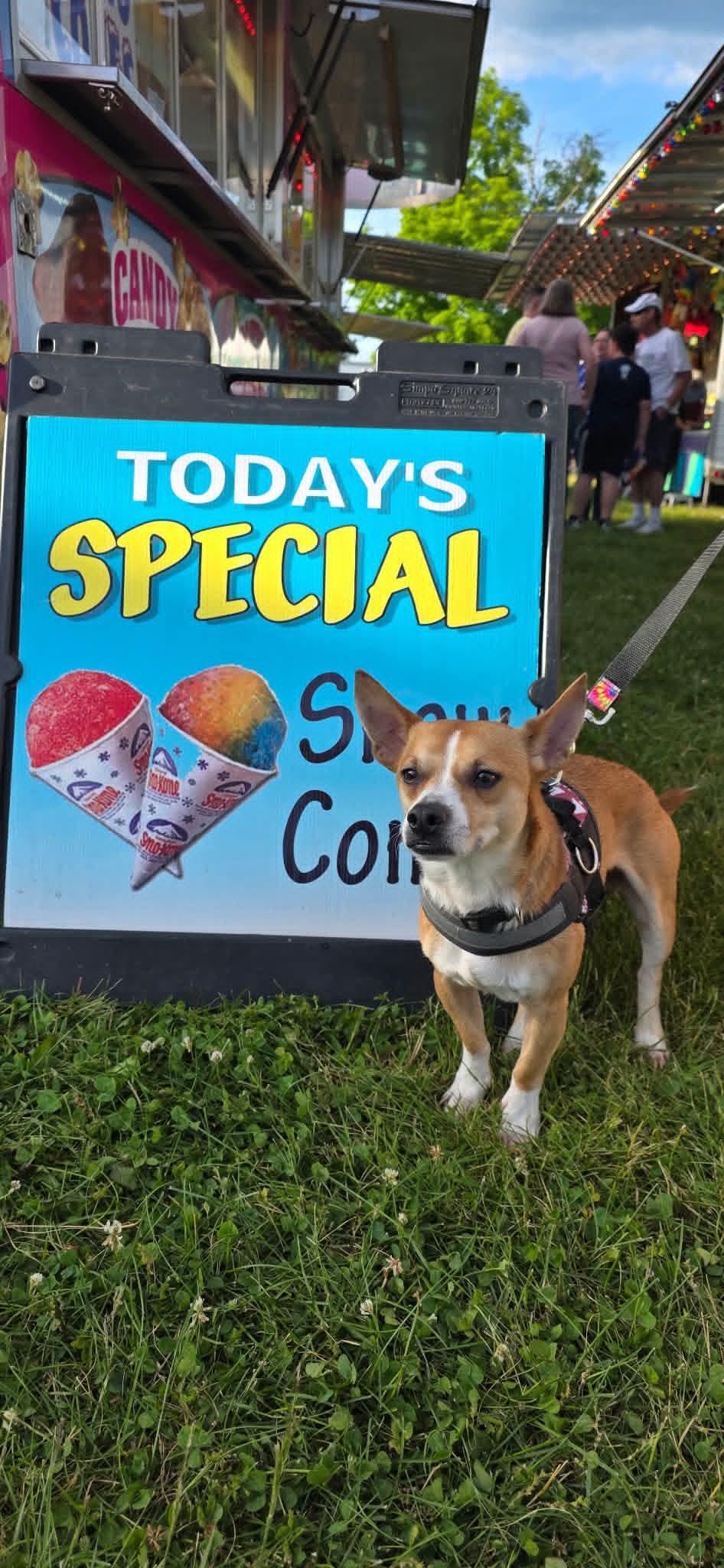 ZANE, a ADOPTABLE mixed breed in Vandergrift, PA image 2/3