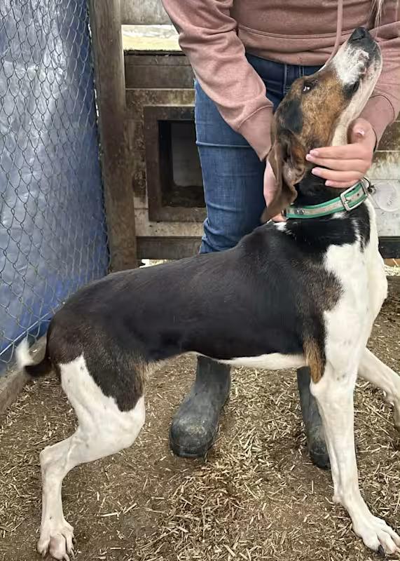 Lincoln, a ADOPTABLE Treeing Walker Coonhound in Monterey, VA image 2/2