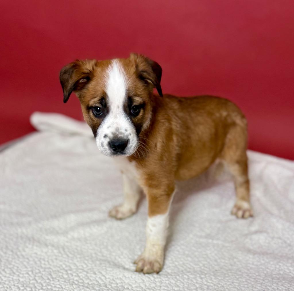 Peyton Manning, Adoptable, Puppy Male German Shepherd Dog.