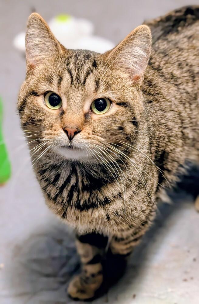 Enlarge Schroeder, a Adoptable mixed breed in Springdale, PA image 1/6