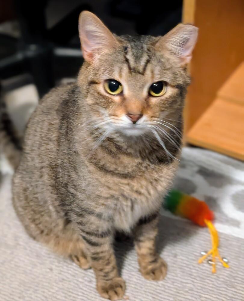 Schroeder, Adoptable, Young Male Domestic Short Hair & Tabby.